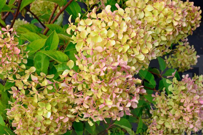 Жемчужина Фестиваля — Perle de Festival / Romantic Ace. Гортензия высотой 120-150 см