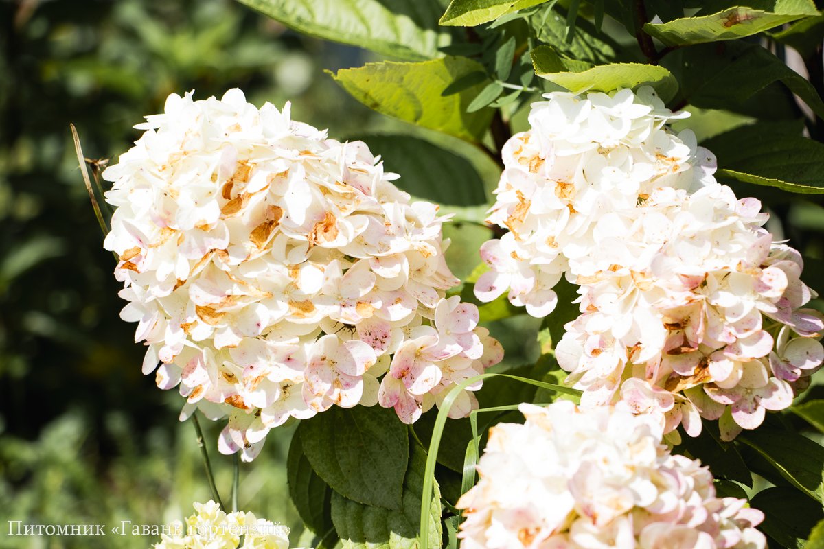 Фантом — Phantom