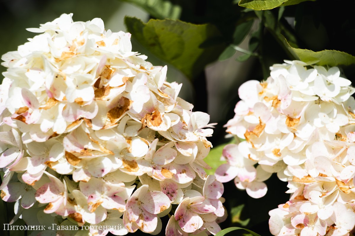 Фантом — Phantom