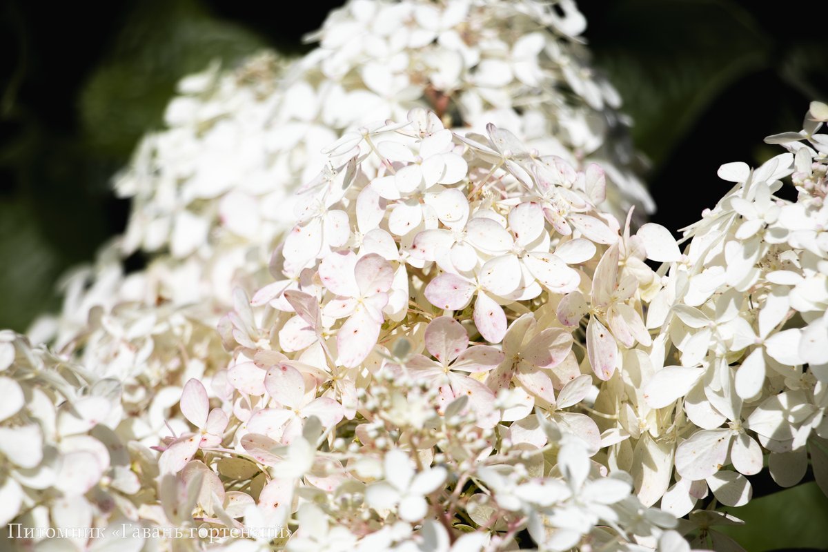 Фантом — Phantom. Гортензия высотой 220-250 см