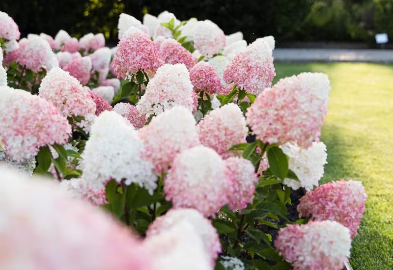 Пинк энд Роуз — Pink & Rose