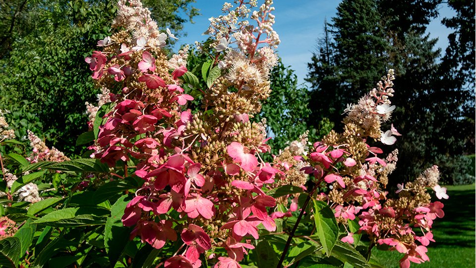 Пинки Винки — Pinky Winky