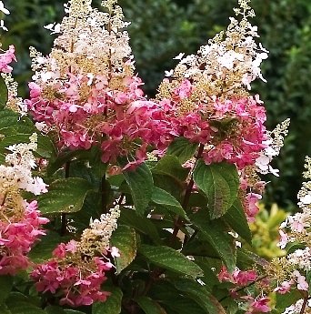 Пинки Винки — Pinky Winky. Гортензия высотой 150-240 см