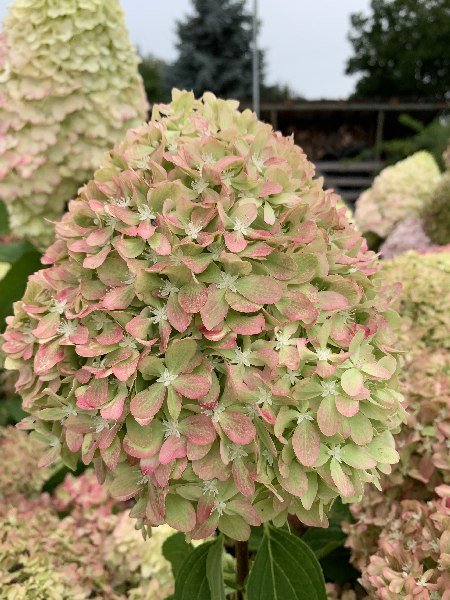 Пиксио — Pixio. Гортензия высотой 60-80 см