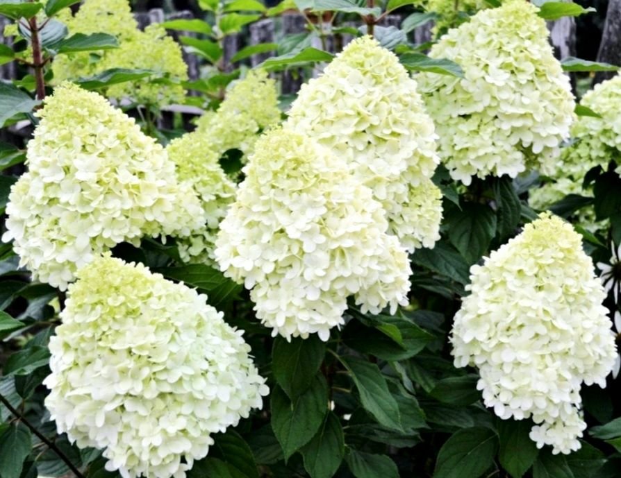 Полярный медведь — Polar Bear. Гортензия высотой 180-200 см