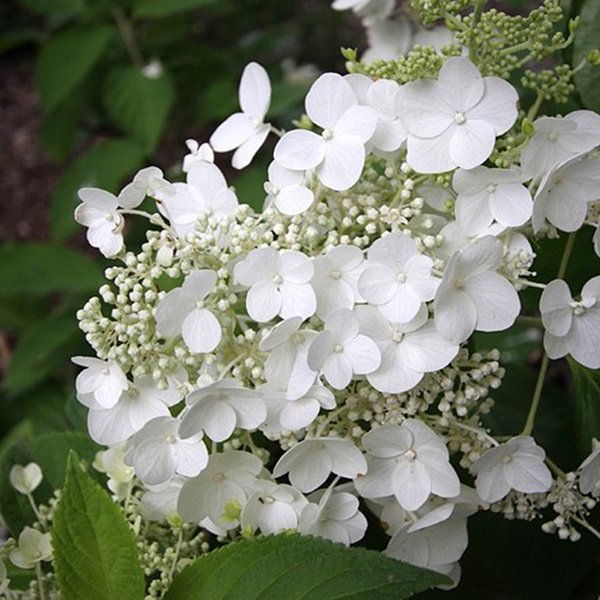 Прим Вайт — Prim White / Dolprim. Гортензия высотой 180-200 см