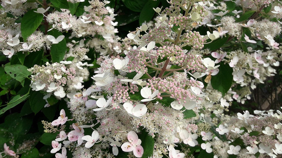 Прим Вайт — Prim White / Dolprim