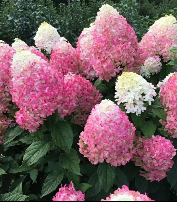 Квик Фаер Фаб — Quick Fire Fab