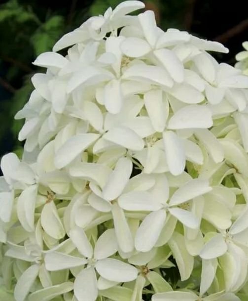 Квик Фаер Фаб — Quick Fire Fab. Гортензия высотой 180-250 см