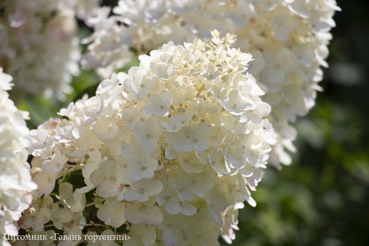 Сильвер Доллар — Silver Dollar. Гортензия высотой 150-170 см