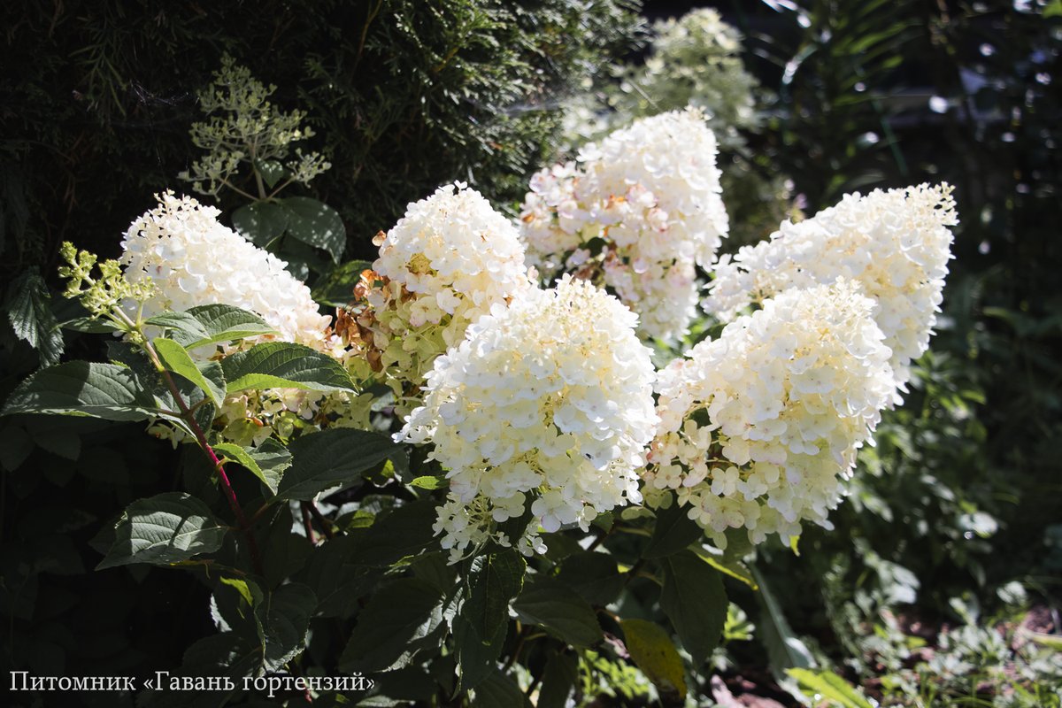 Сильвер Доллар — Silver Dollar