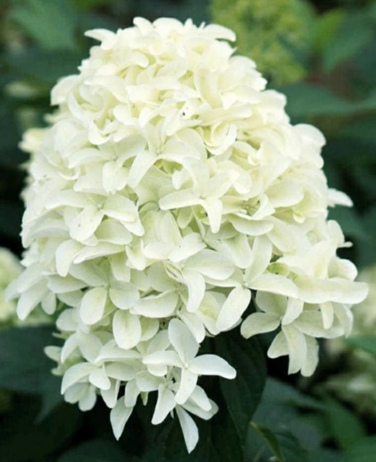 Скайфол — Skyfall