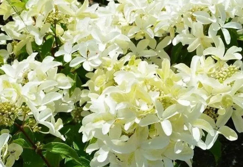Стар Роуз — Star Rose