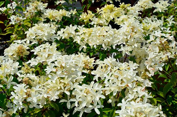 Стар Роуз — Star Rose. Гортензия высотой 170-200 см