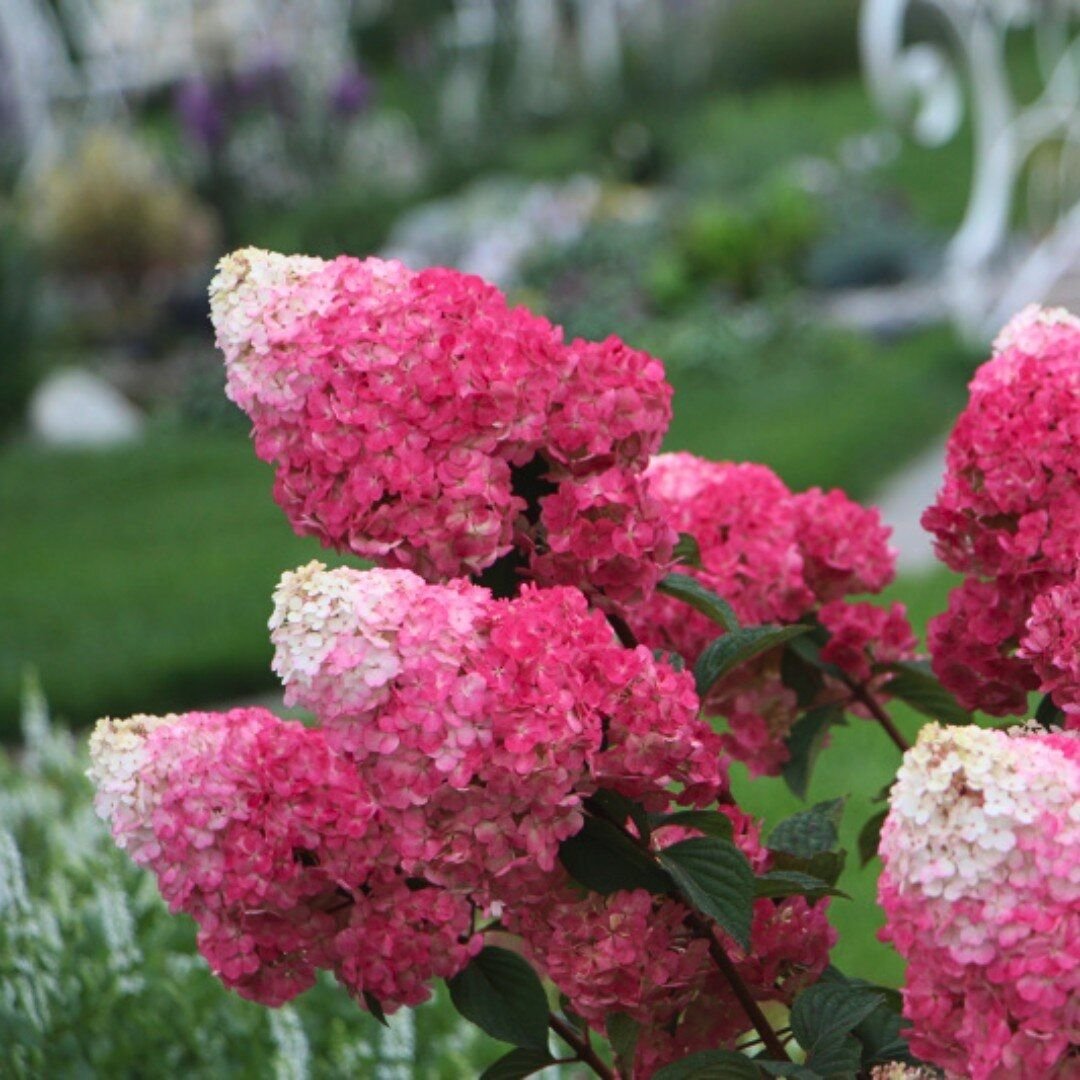 Строубери блоссом — Strawberry Blossom