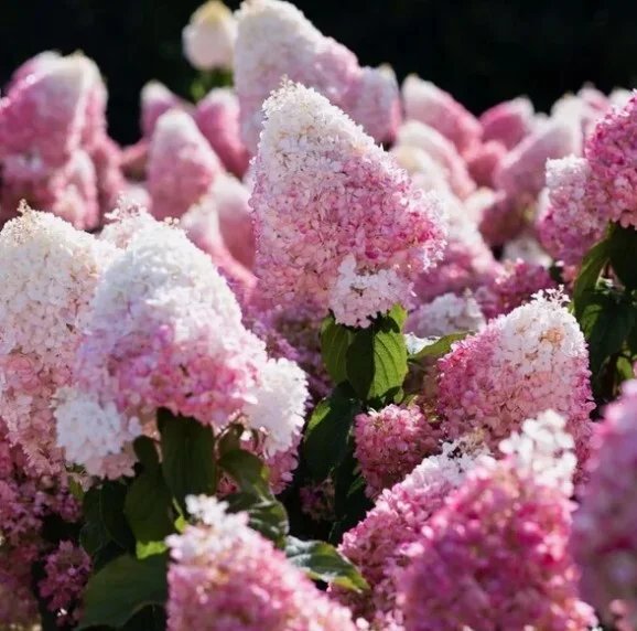 Строубери блоссом — Strawberry Blossom. Гортензия высотой 100-120 см