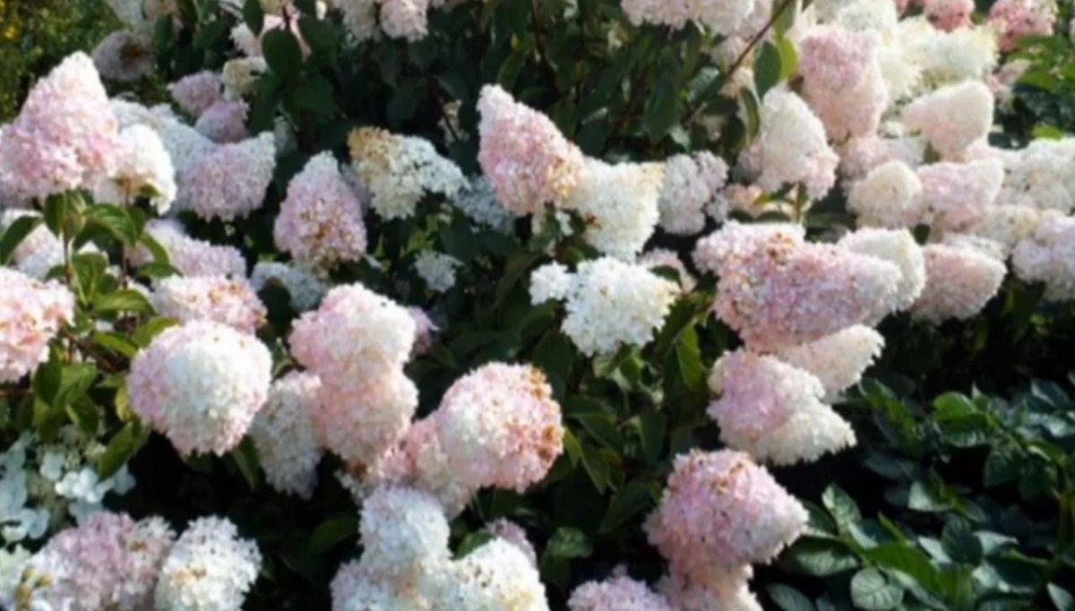 Самер Лав — Summer Love. Гортензия высотой 120-130 см