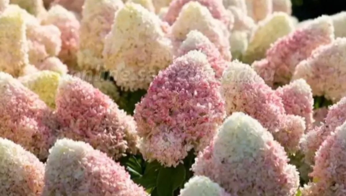 Самер Лав — Summer Love