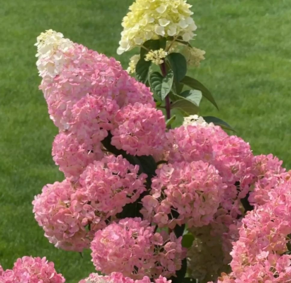 Сандей Фрайз — Sundae Fraise