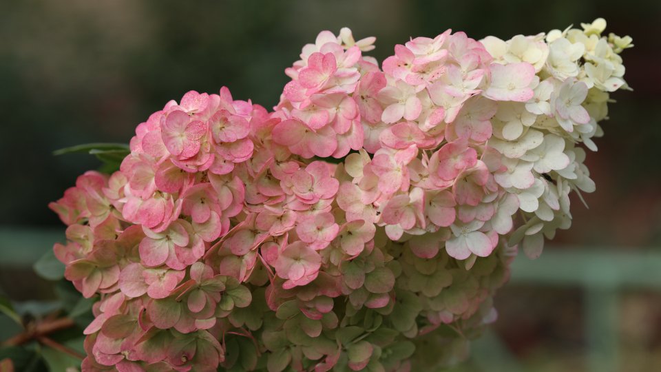 Сандей Фрайз — Sundae Fraise. Гортензия высотой 120-150 см