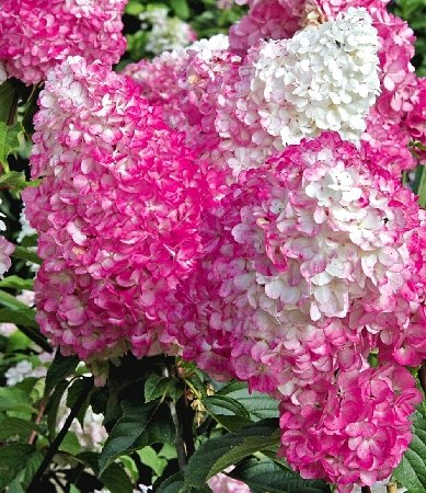 Ванила Фрайз — Vanille Fraise. Гортензия высотой 180-220 см