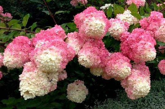 Ванила Фрайз — Vanille Fraise